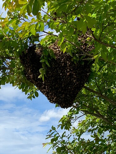 Large swarm